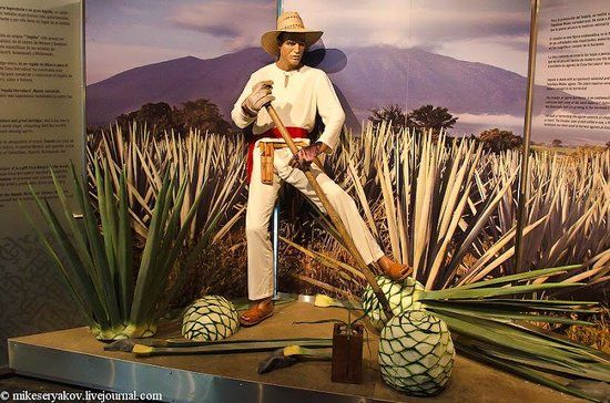 Museo Sensorial del Tequila